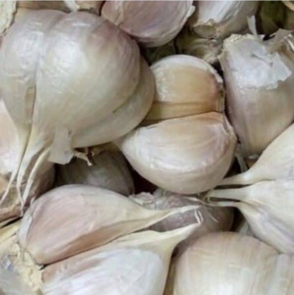 bawang putih kating 1 kg