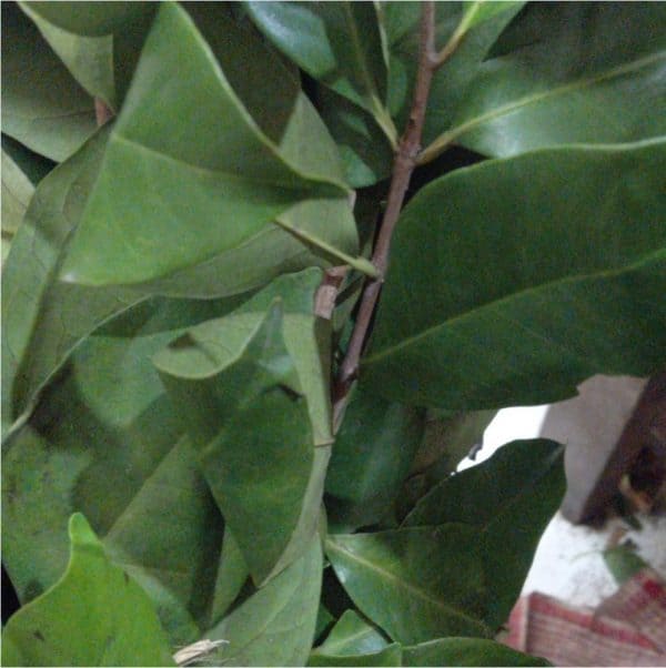 daun salam 1 pack