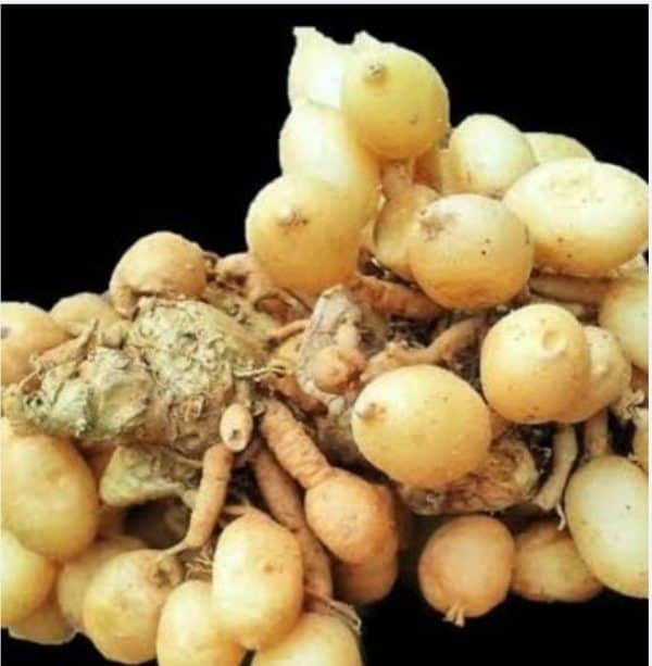 kunyit putih 500 g