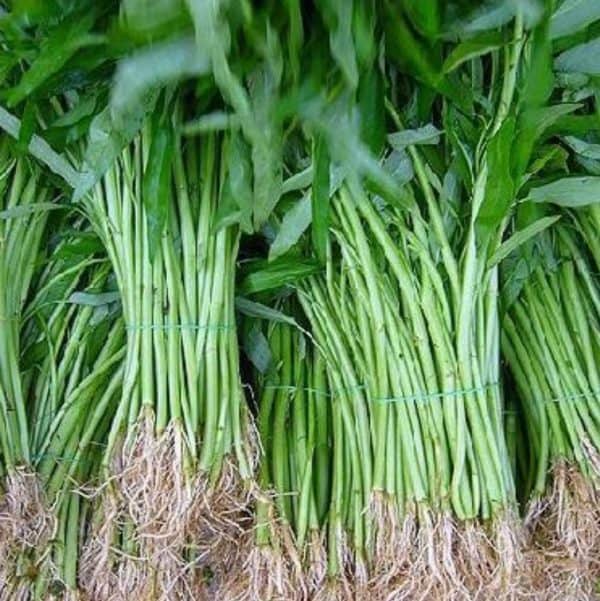 kangkung 1 ikat