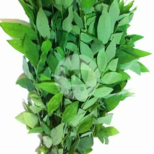 Daun Katuk 1 Ikat