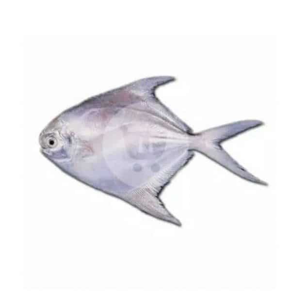 Ikan Bawal Laut 1 kg