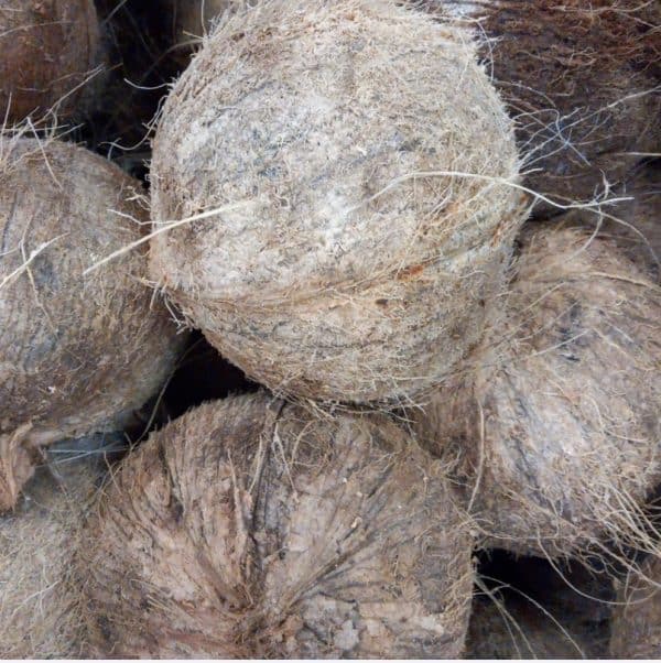 kelapa batok 1 butir