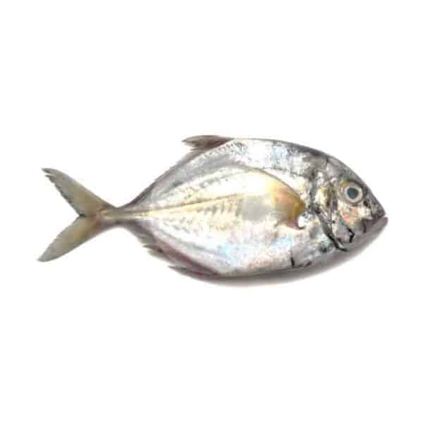 Ikan Kuwe / kg