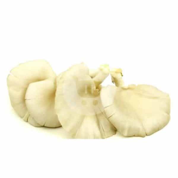 Jamur Tiram 250 g