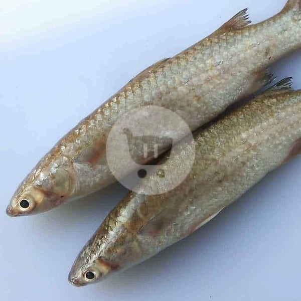 Ikan Belanak 1 kg