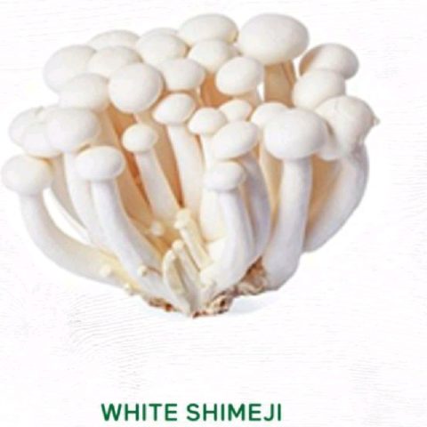 jamur shimeji putih