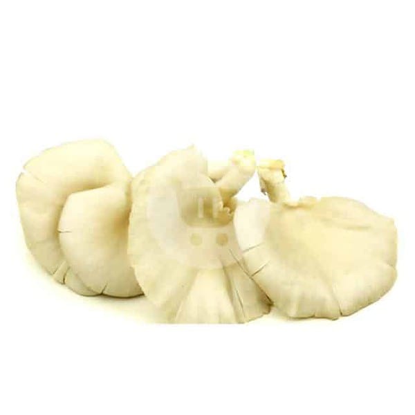 Jamur Tiram 250 g