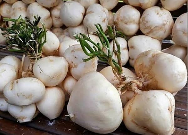 Bangkuang 1 kg
