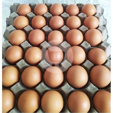 Telur Ayam Negri 1 kg