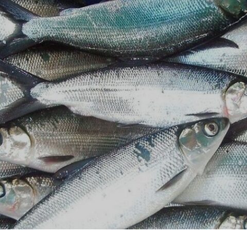 IKAN BANDENG SEDANG 4 ekor/kg