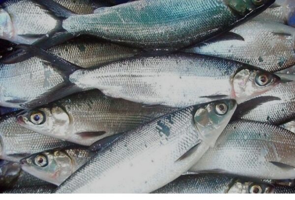 IKAN BANDENG SEDANG 4 ekor/kg
