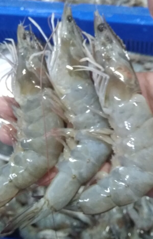 udang vanami size 40_45
